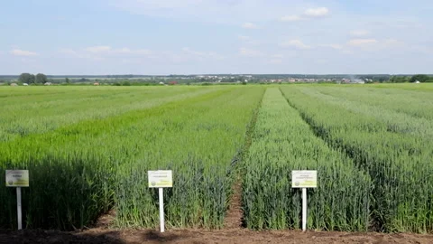 Large plantations of crops. Wheat, rye, oats. Great harvests. The nature of the Stock Footage 179558969