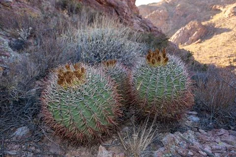 Large plants Ferocactus sp. with red spines hooks, Organ pipe national park.. 写真素材