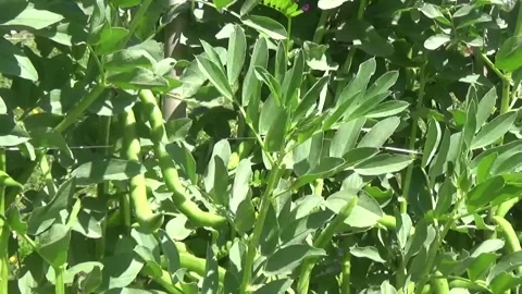 Large plants with pods of broad beans in a field Stock-Footage 307381035