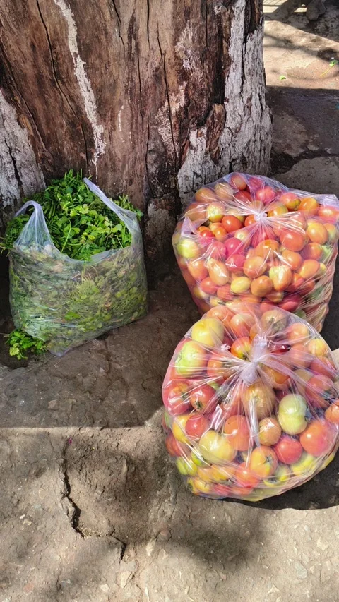Large plastic bags filled with fresh tomatoes and green leafy vegetables Vidéo 333451684