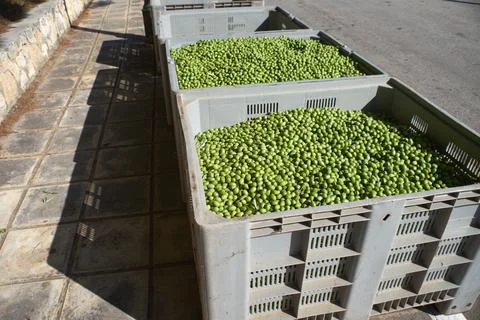 Large plastic crates filled with fresh green olives harvested during the ag.. Stock Photos