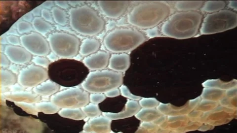 Large Pleurobranch, Close Up Stock Footage 300409215