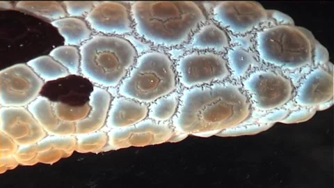 Large Pleurobranch, Extremly Close Up Stock Footage 300409322