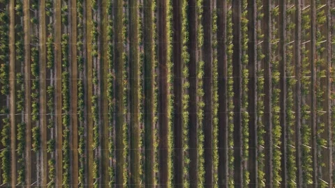 Large plot with fruit trees Video stock 247930402