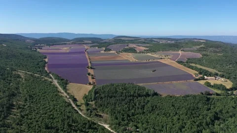 Large plot of lavender in bloom Vídeos de archivo 256148498