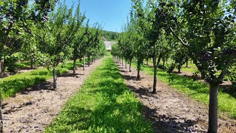 A large plum orchard with young trees, camera moving forward along the rows. Stock Footage 326201477