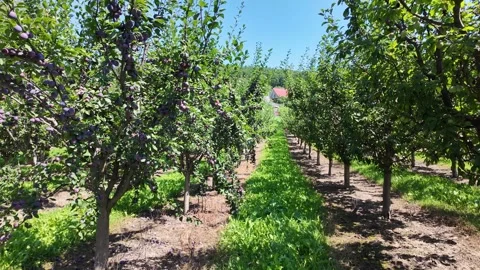 A large plum orchard with young trees, camera mostly static with a gentle pan Stock Footage 331650809
