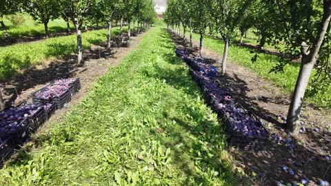 A large plum orchard with young trees and crates filled with ripe blue plums Stock Footage 331651076