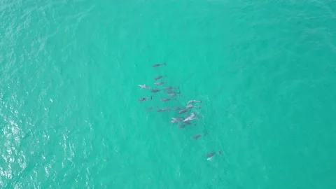 Large pod of Bottlenose dolphins playing in Shallow waters Stock Footage 281144685