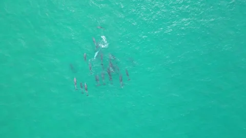 Large pod of Bottlenose dolphins playing in Shallow waters Stock Footage 281144836