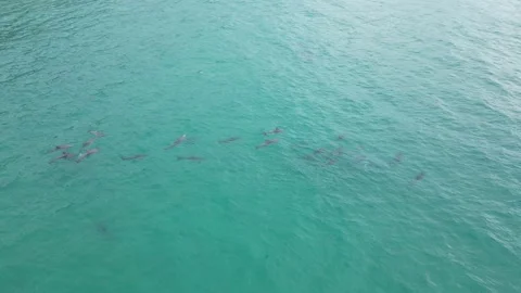 Large pod of Bottlenose dolphins playing in Shallow waters Stock Footage 281145677