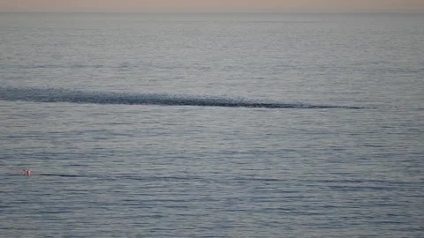 Large Pod of Common Dolphins Swimming Past Sea Point, Cape Town, South Africa Stock Footage 337436543