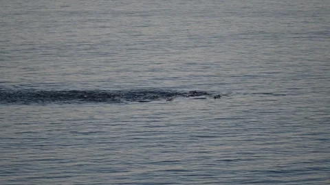 Large Pod of Common Dolphins Swimming Past Sea Point, Cape Town, South Africa Stock Footage 337436917