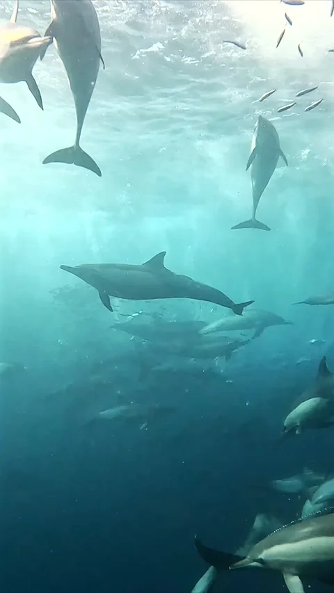 Large pod of common dolphins swimming through sardines as Cape gannets dive.. Stock Footage 342321706