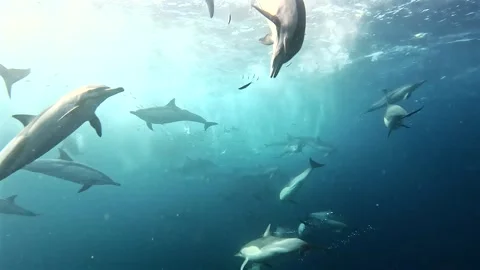 Large pod of common dolphins swimming through sardines as Cape gannets dive.. Stock Footage 342321713