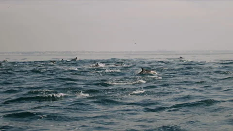 Large Pod Of Dolphins Migrating Across Pacific Ocean 4K 48FPS SLO-MO Stock Footage 221190797