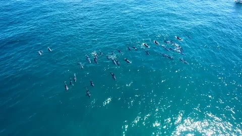 Large Pod of Dolphins in an open ocean near a boat Stock Footage 139683099