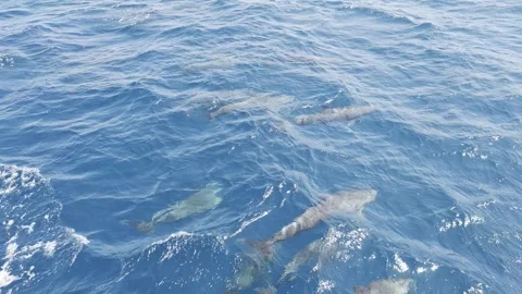 Large pod of dolphins in the Red Sea, slow motion 4K Stock Footage 338223975