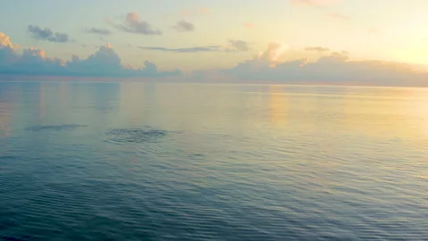 Large Pod of Dolphins at Sunset Stock Footage 135241712