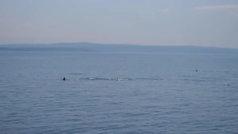 Large Pod of Dolphins Surfacing For Air Stock Footage 265602203