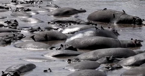 Large pod of hippos relaxing in a river in Serengeti national park, Tanzania. Vídeo Stock 339263648
