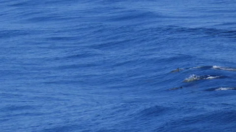 Large Pod of Pacific White-Sided Dolphins Swimming in Vibrant Blue Sea in Bay Stock Footage 345103048