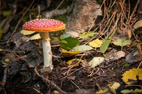 Large poisonous toadstool with its loud red cap stands on the forest floor Stock Photos
