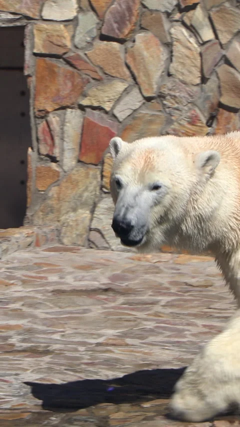 A Large Polar Bear Paces Back And Forth Within Its Rocky Zoo Enclosure. Captive  Stock Footage 314674438