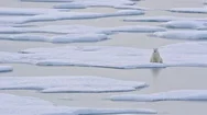 Large Polar Bear Sitting On Sea Ice Reflecting In A Pond At Norwegian Bay On The Stock Footage