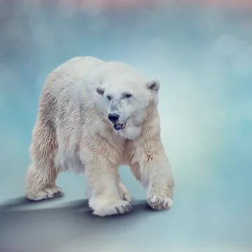 Large Polar bear walking Stock Photos