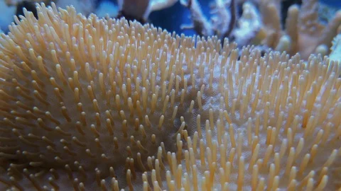 Large polyp stony corals, Galaxea sp. Acropids Stock Footage 107026821
