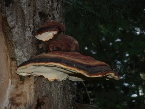 Large polypore on a tree in a forest Stock Photos