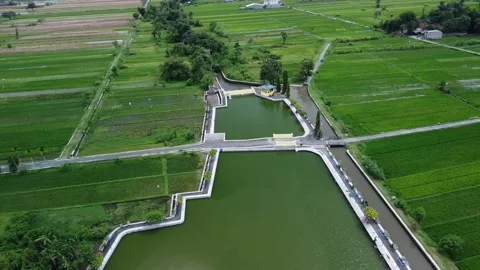 A large pond is in between the expanse of green rice fields Stock Footage 221464838