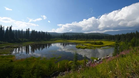Large pond with ducks in a forest on a smokey, partly cloud day Stock Footage 95837129