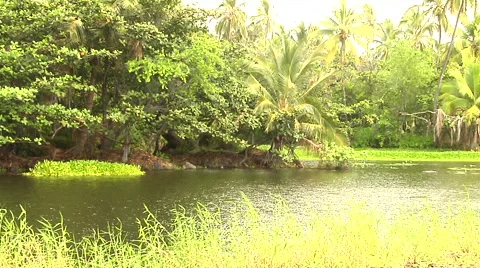 Large Pond in Hawaii Stock Footage 41380764