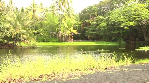 Large Pond in Hawaii Stock Footage 41380766