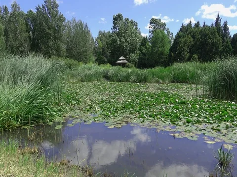 Large pond with lily pads, aquatic plants,vibrant green trees ,deep blue sky Stock Footage 80355825