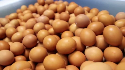 Large pool with raw chicken eggs. Stock Footage 160366295