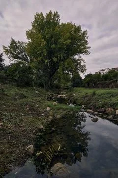A large poplar tree, on a stream bed Stock Photos