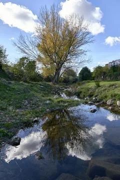 A large poplar tree in winter reflected in the river Stock Photos
