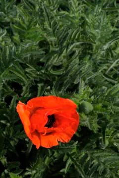 Large poppy Stock Photos