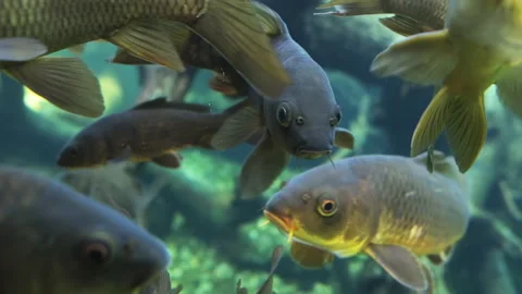 Large population of common carp close-up underwater view Stock-Footage 148504277