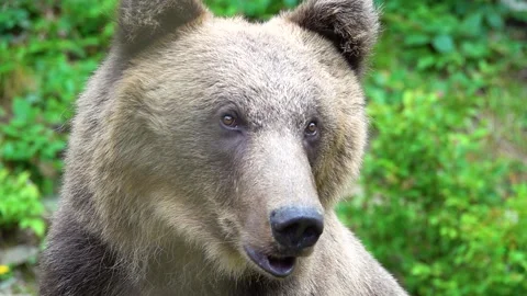 A large portrait of a bear watching its prey. slow motion Video stock 142258353