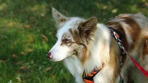 Large portrait of a border collie dog of tricolor color Video stock 220943011