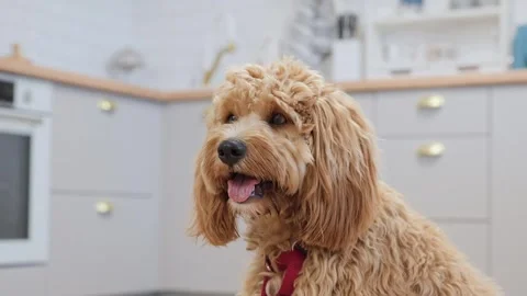 Large portrait of a charming curly brown Labradoodle or goldendoodle dog in.. Stock Footage 318463728