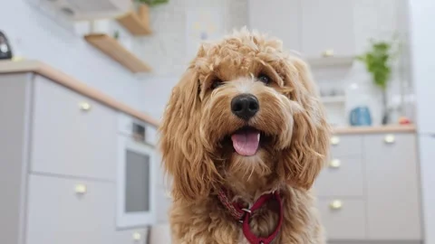 Large portrait of a charming curly brown Labradoodle or goldendoodle dog in.. Stock Footage 318463763