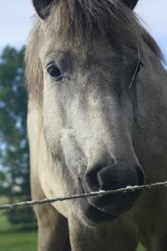 Large portrait of a horse, eyes horse Stock Photos
