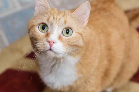 Large portrait of a red cat. Cat looks up. Foto stock