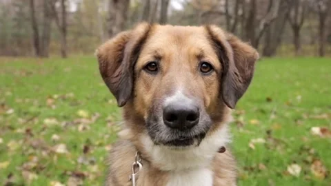 A large portrait of a red-colored mongrel dog Video stock 220868962