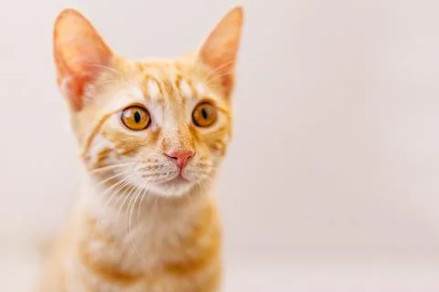 Large portrait of a red-haired kitten with big yellow eyes, pink nose, and hu Stock Photos